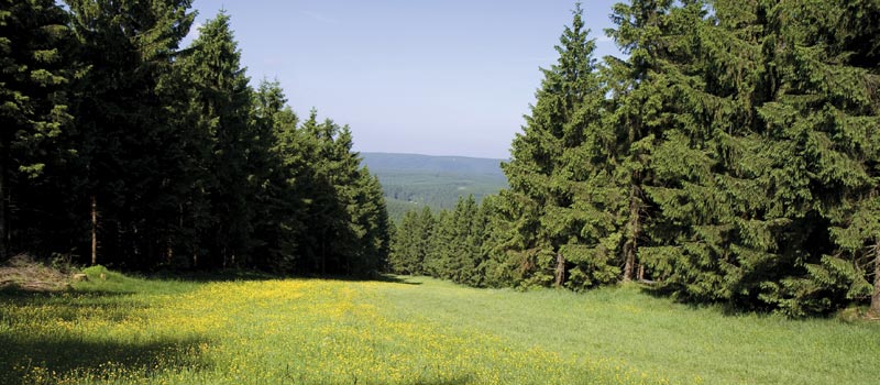 Alpine Pasture, Harz Mountain, Harz National Park, Spruce Tree, Hahnenklee, Tree
